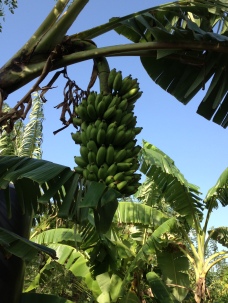 Home grown Bananas yet to ripen.